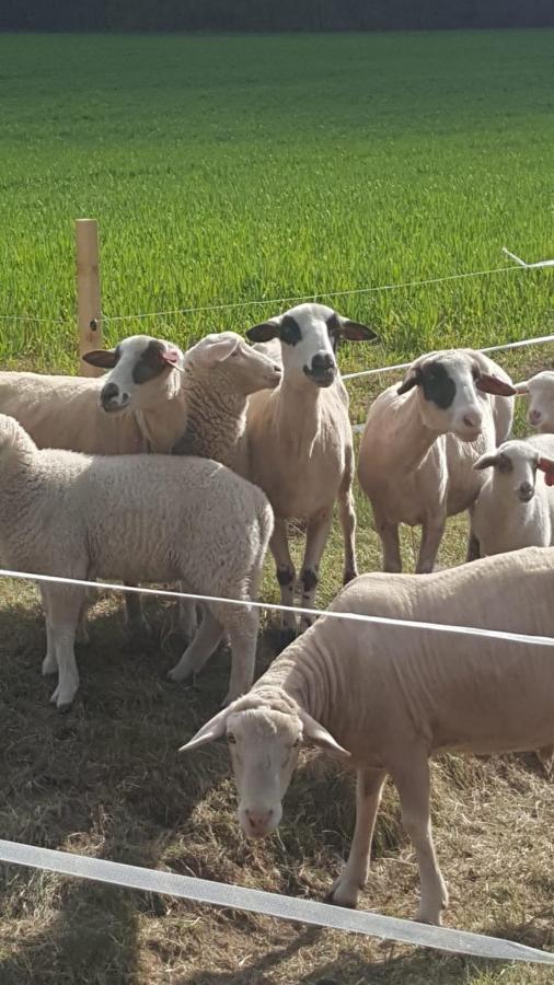 Pouls Ferienwohnung 5Sterne Klettbach Exterior foto